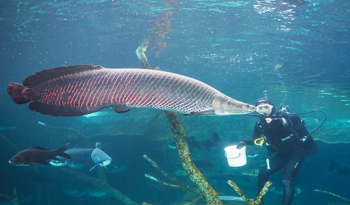 普吉島布吉水族館（Aquaria Aquarium）＋AR特麗愛博物館（ Trick Eye Museum）組合優惠票