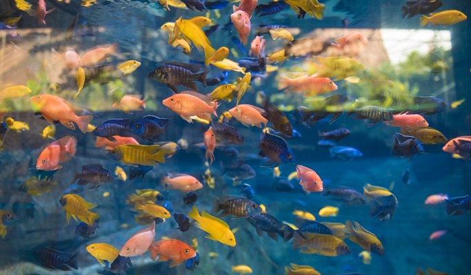 普吉島布吉水族館（Aquaria Aquarium）＋AR特麗愛博物館（ Trick Eye Museum）組合優惠票