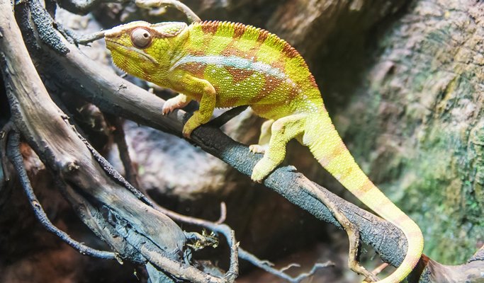 普吉島布吉水族館（Aquaria Aquarium）＋AR特麗愛博物館（ Trick Eye Museum）組合優惠票