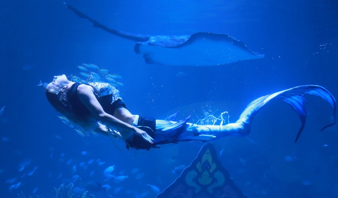 普吉島布吉水族館（Aquaria Aquarium）＋AR特麗愛博物館（ Trick Eye Museum）組合優惠票