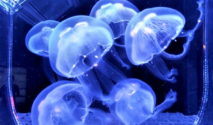 普吉島布吉水族館（Aquaria Aquarium）＋AR特麗愛博物館（ Trick Eye Museum）組合優惠票