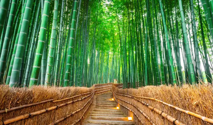 Kyoto & Nara Highlights 1 Day Tour from Osaka