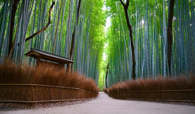 Kyoto Arashiyama 1 Day Private Tour