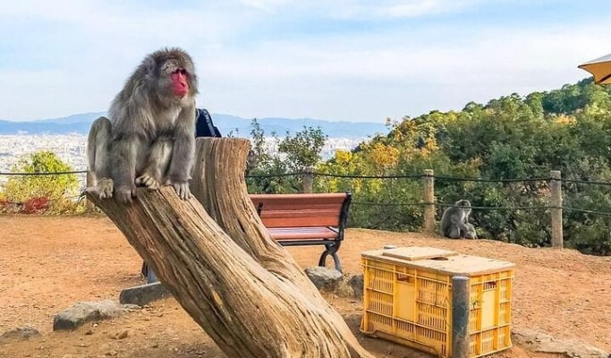 Kyoto Arashiyama 1 Day Private Tour