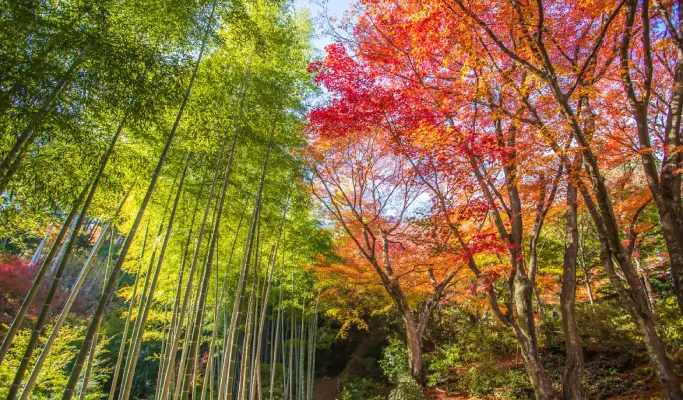 Kyoto & Nara Highlights 1 Day Tour from Osaka