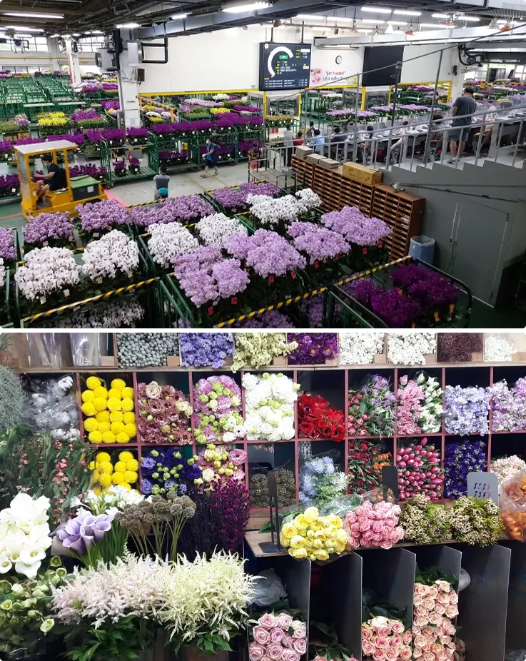 Flowers at AT Center Yangjae Flower Market