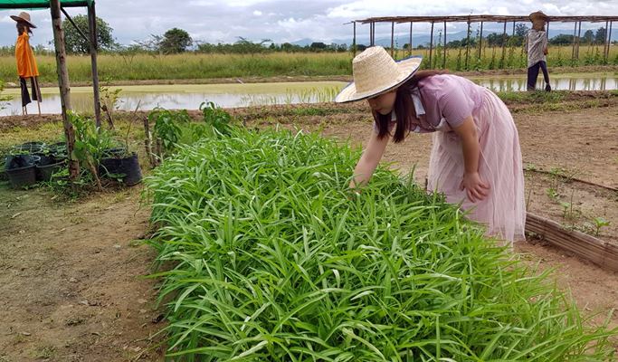 Authentic Farming Experience in Chiang Mai (Half Day)
