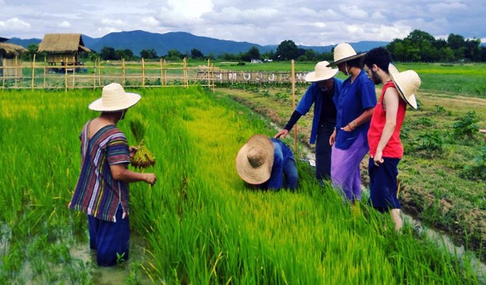 Authentic Farming Experience in Chiang Mai (Half Day)