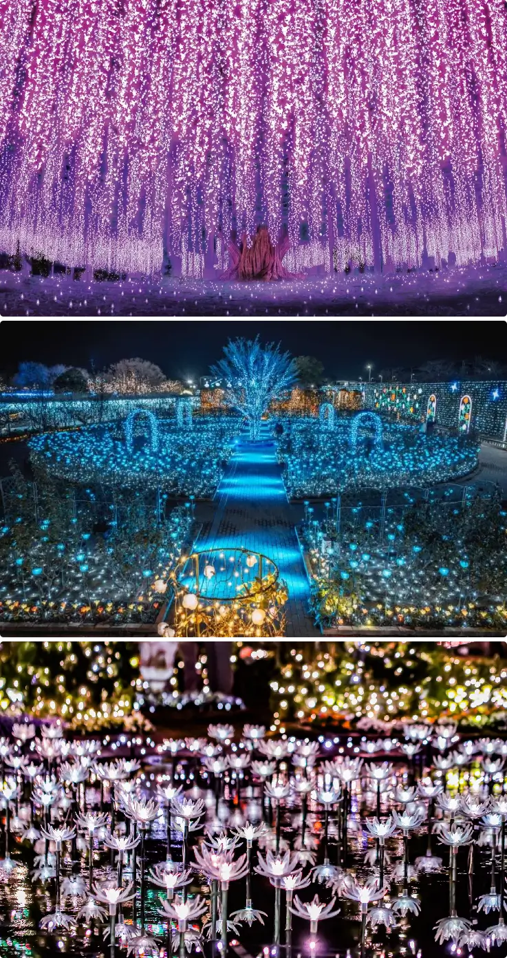 Ashikaga Flower Park Garden of Lights 2025 with autumn foliage and illuminated wisteria trellises