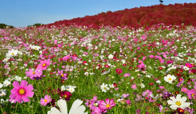 Autumn Special: Ashikaga Flower Garden of Lights & Hitachi Seaside Park Tour from Tokyo (Nov 15~Dec 15)