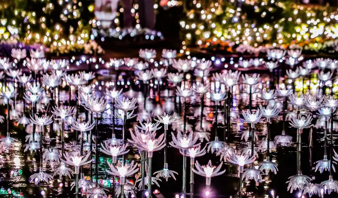 Autumn Special: Ashikaga Flower Garden of Lights & Hitachi Seaside Park Tour from Tokyo (Nov 15~Dec 15)