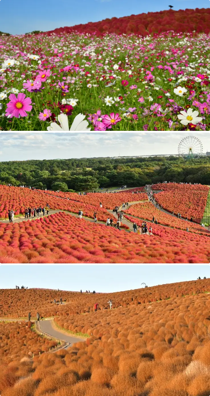 Autumn-colored fields and walking paths at Hitachi Seaside Park in late November