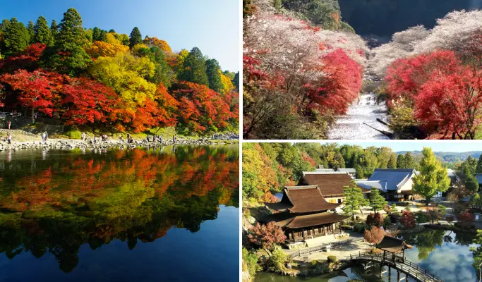 Autumn Special: Kokeizan Eihoji + Obara Shikizakura + Korankei 1 Day Tour from Nagoya (Nov 1~Dec 8)