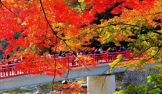 Autumn Special: Kokeizan Eihoji + Obara Shikizakura + Korankei 1 Day Tour from Nagoya (Nov 1~Dec 8)