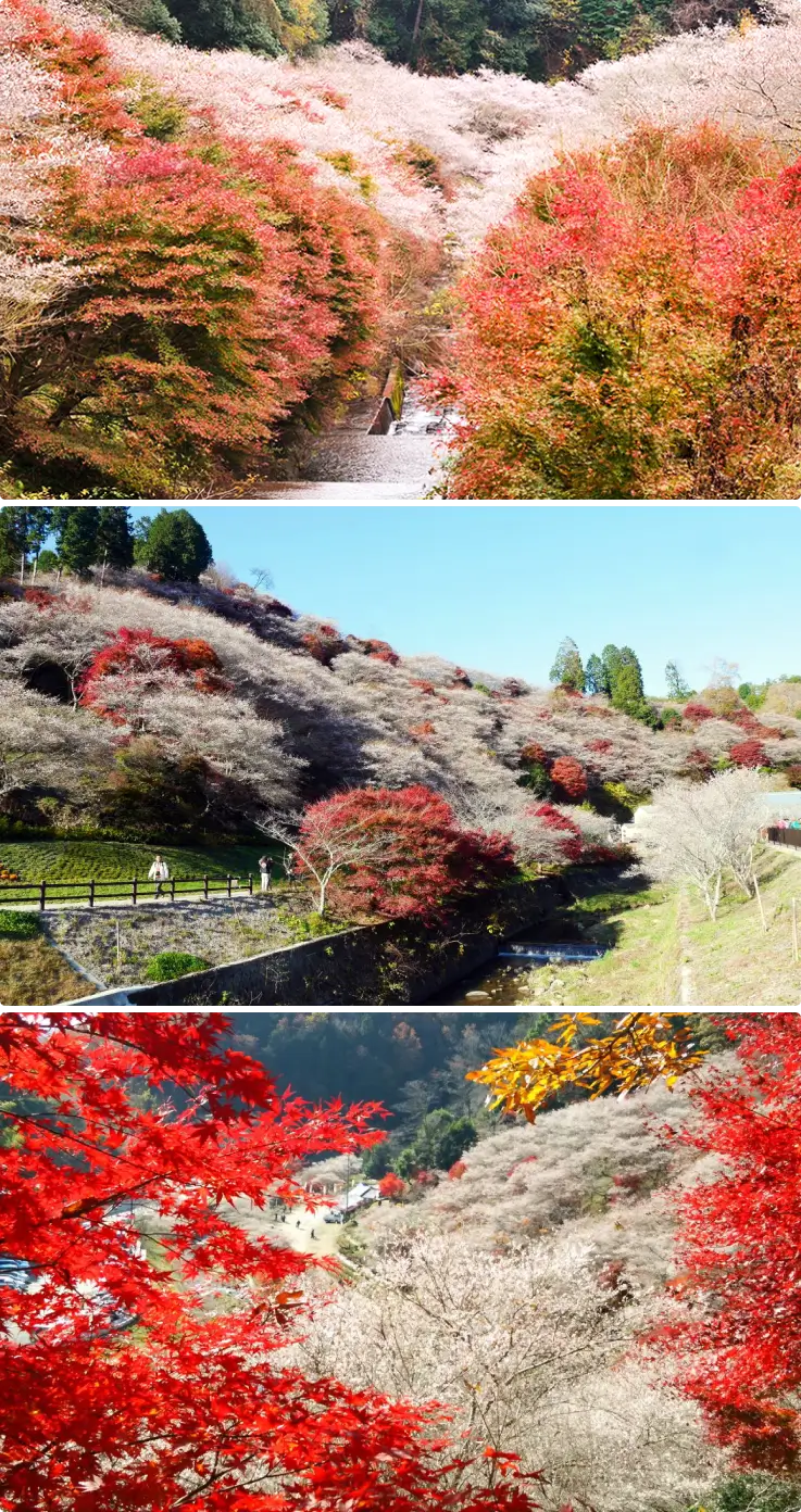 Cherry blossoms and autumn maple leaves at Obara Shikizakura Festival