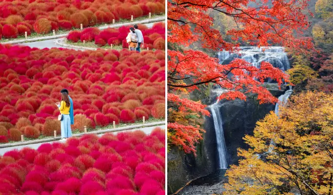 Autumn Special: Hitachi Seaside Park & Fukuroda Falls & Ryujin Suspension Bridge  1 Day Tour from Tokyo (Oct 18~Nov 30)
