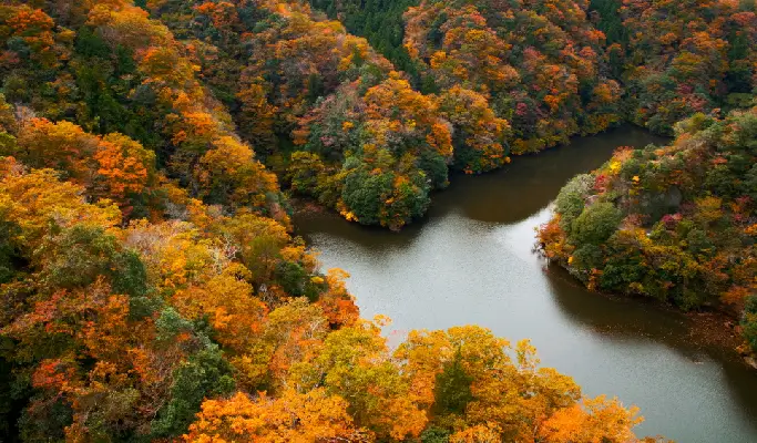 Autumn Special: Hitachi Seaside Park & Fukuroda Falls & Ryujin Suspension Bridge  1 Day Tour from Tokyo (Oct 18~Nov 30)