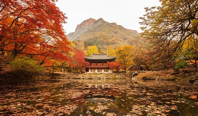 Korea Autumn/Fall Foliage Mountain Shuttle Bus Package