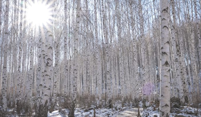 Seoraksan National Park + Baekdamsa Temple + Wondae-ri Birch Tree Forest 1 Day Tour - from Seoul (~Jan 31)