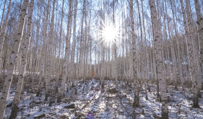Seoraksan National Park + Baekdamsa Temple + Wondae-ri Birch Tree Forest 1 Day Tour - from Seoul (~Jan 31)