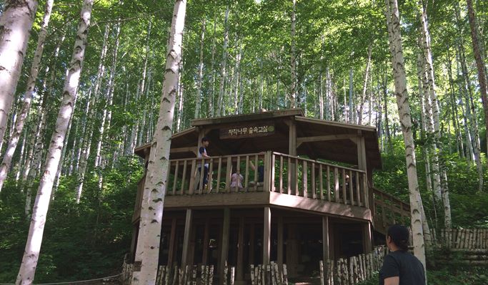 Seoraksan National Park + Baekdamsa Temple + Wondae-ri Birch Tree Forest 1 Day Tour - from Seoul (~Jan 31)