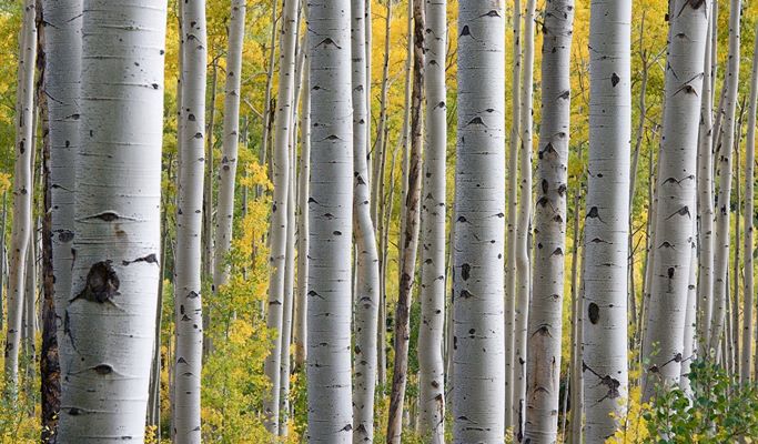 Seoraksan National Park + Baekdamsa Temple + Wondae-ri Birch Tree Forest 1 Day Tour - from Seoul (~Jan 31)
