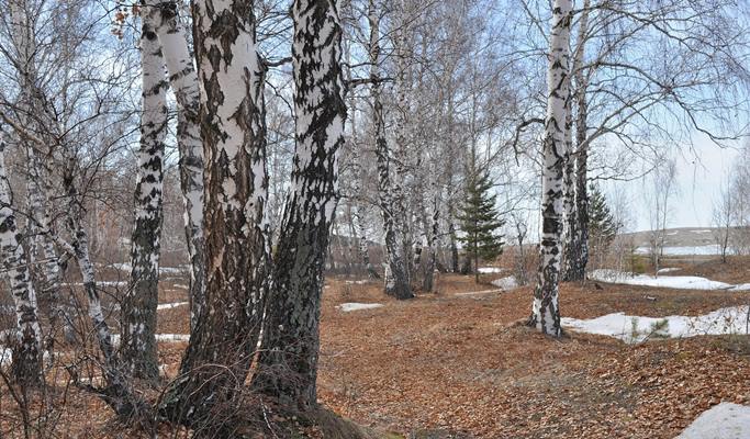 Seoraksan National Park + Baekdamsa Temple + Wondae-ri Birch Tree Forest 1 Day Tour - from Seoul (~Jan 31)