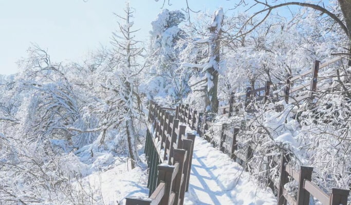 Balwangsan Cable Car (+ Woljeongsa Temple/ Samyang Ranch) 1 Day Tour - from Seoul (Oct 12~Feb 28)