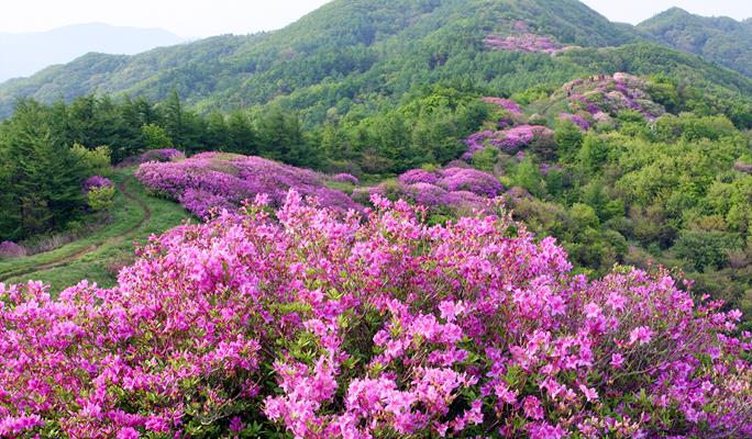 Spring Special: Jirisan Mountain Baraebong Peak Royal Azalea Flower Festival (Apr 28~May 21)