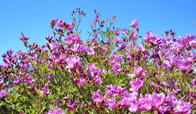 Spring Special: Jirisan Mountain Baraebong Peak Royal Azalea Flower Festival (Apr 28~May 21)
