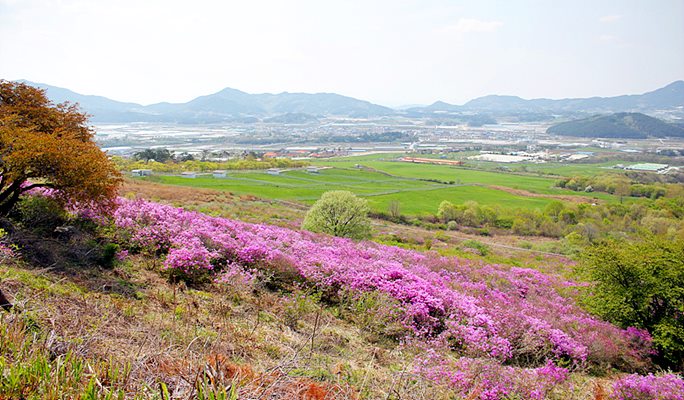 Spring Special: Jirisan Mountain Baraebong Peak Royal Azalea Flower Festival (Apr 28~May 21)