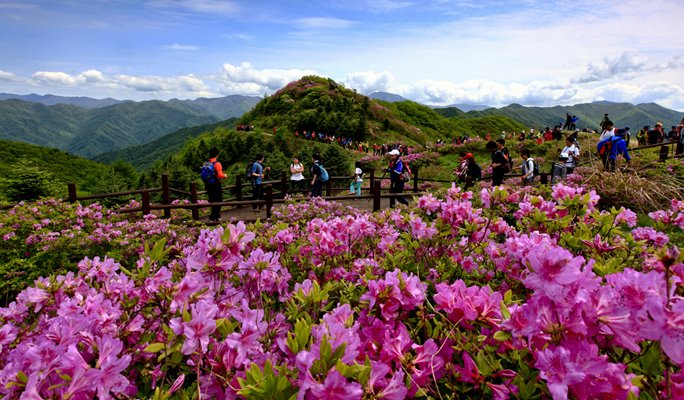 Spring Special: Jirisan Mountain Baraebong Peak Royal Azalea Flower Festival (Apr 28~May 21)