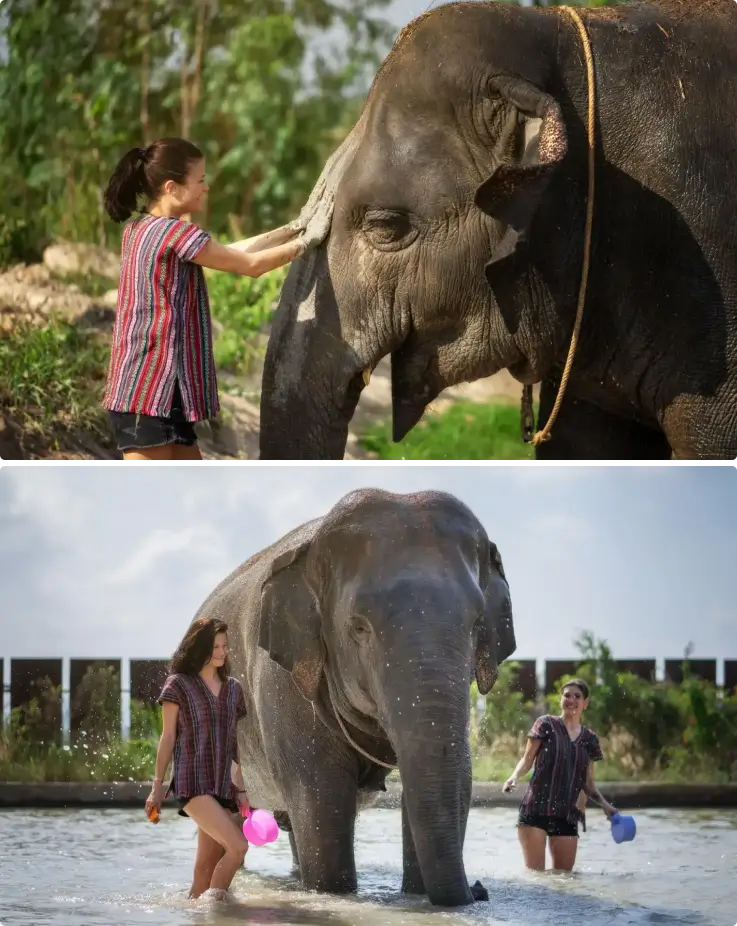 Elephants enjoying a mud spa and bath with visitors at Pattaya Elephant Jungle Sanctuary