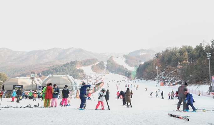 Bears Town Ski Resort Snow Sledding + Pocheon Herb Island Light Festival 1 Day Tour (Dec~Feb)