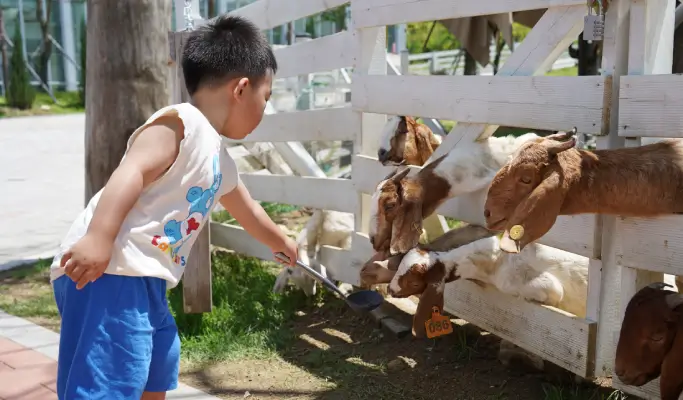 Nami Island & Rail Bike (+ Begonia Bird Park) Tour - from Seoul