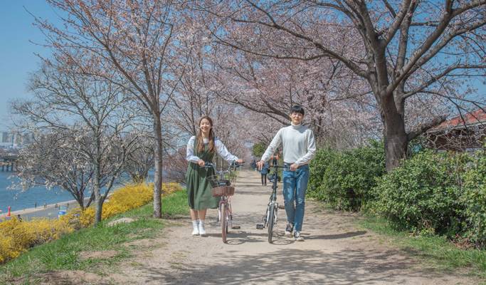 Standard/Electric Bicycle Rental in Daegu