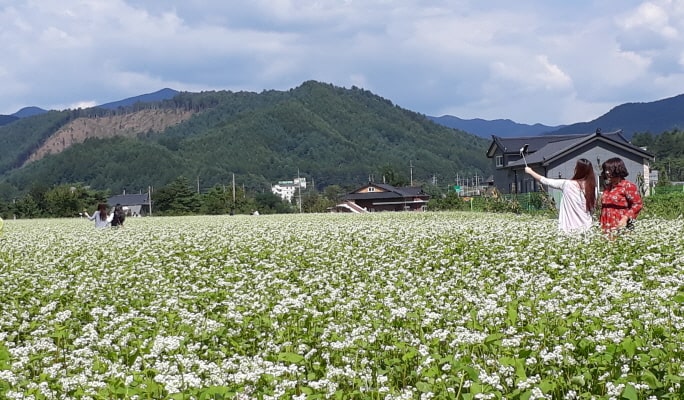 蓬坪ソバ花祭り＆平昌ヒャクニチソウ祭り1日ツアー (9/4~15)