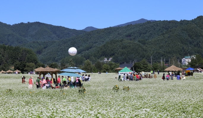 蓬坪ソバ花祭り＆平昌ヒャクニチソウ祭り1日ツアー (9/4~15)