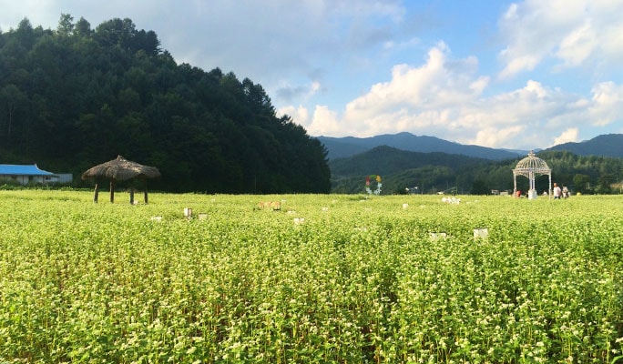 蓬坪ソバ花祭り＆平昌ヒャクニチソウ祭り1日ツアー (9/4~15)