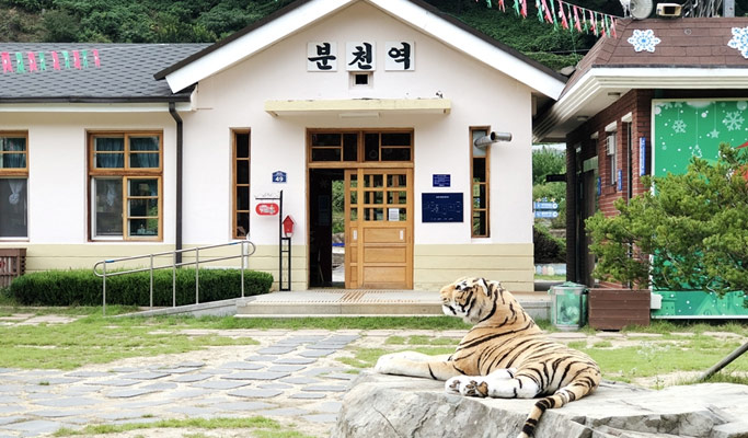 Gyeongbuk Bonghwa Sepyeong Sky Walk Trekking Tour from Seoul