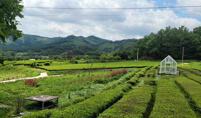 [UNESCO World Heritage] Boseong Getbol (Tidal Flat) Tour from Seoul