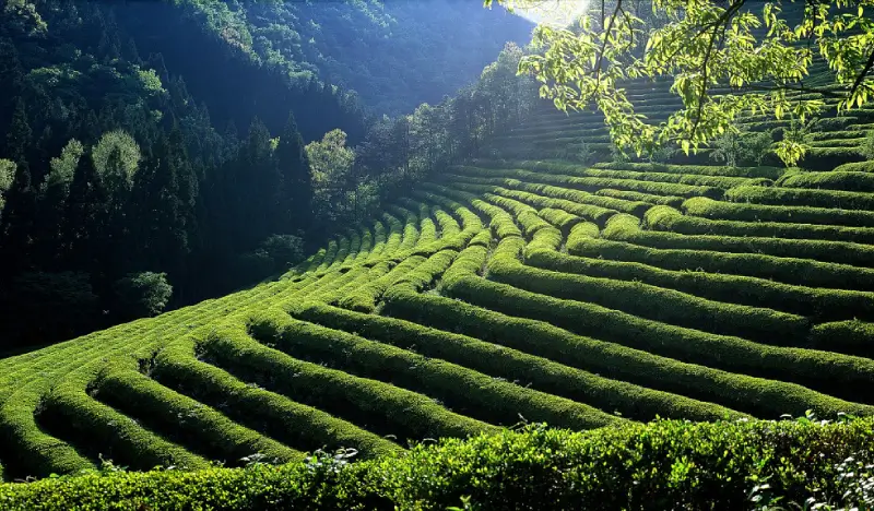 Boseong Green Tea Plantation & Suncheon Bay 1 Day Private Tour from Busan