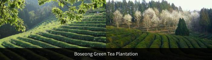 Boseong Green Tea Plantation & Suncheon Bay Wetland Reserve Day Tour ...