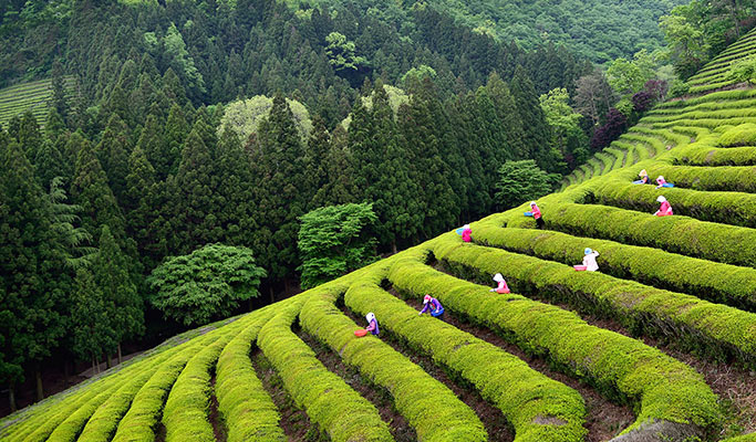 Online Virtual Gourmet Tour with Live Commentary - 6 Major Cities in Jeollanam-do Province