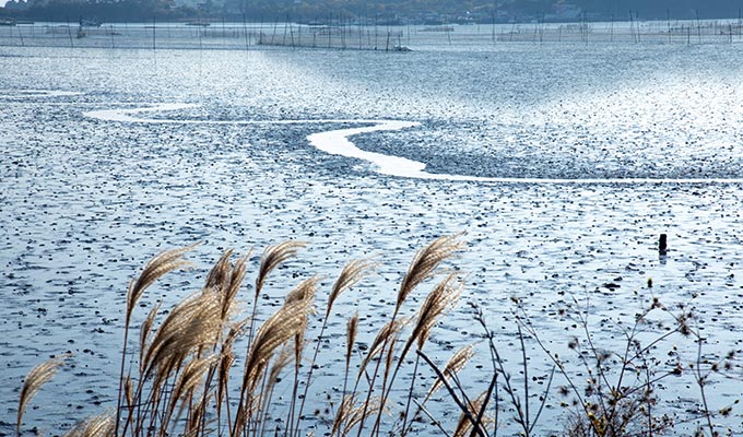 [UNESCO World Heritage] Boseong Getbol (Tidal Flat) Tour from Seoul