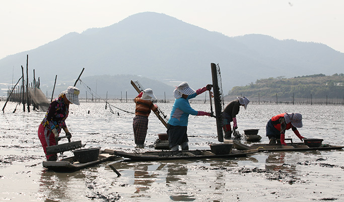 [UNESCO World Heritage] Boseong Getbol (Tidal Flat) Tour from Seoul