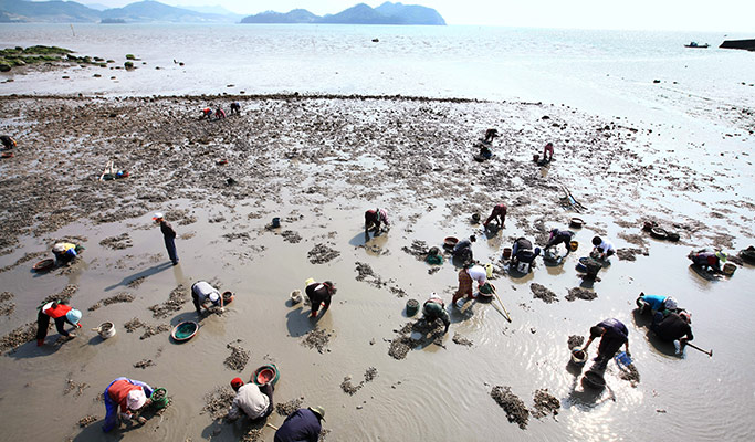 [UNESCO World Heritage] Boseong Getbol (Tidal Flat) Tour from Seoul