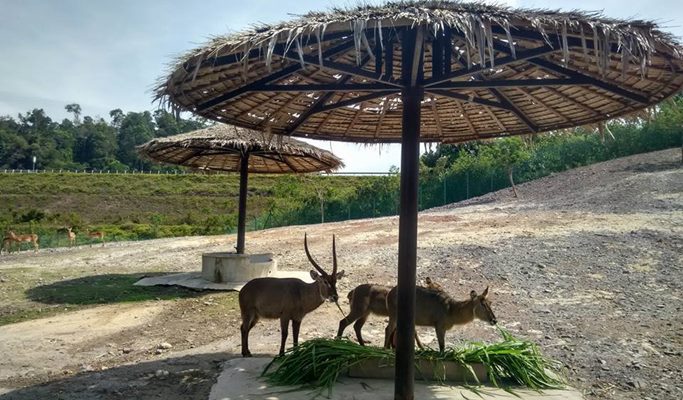 Bukit Gambang Resort City: Safari Park Ticket