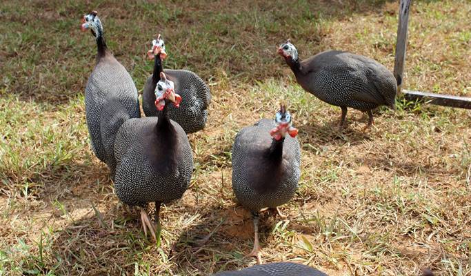Bukit Gambang Resort City: Safari Park Ticket