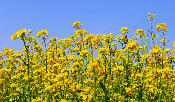 Spring Special: Busan Daejeo Ecological Park Canola Flower Festival + Janglim Harbor + Huinnyeoul Cultural Village (Morning/Afternoon) Tour - From Busan (Apr 2~18)